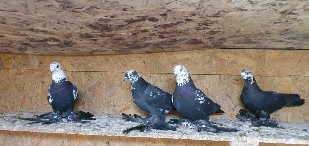 Голуби бойные разных мастей