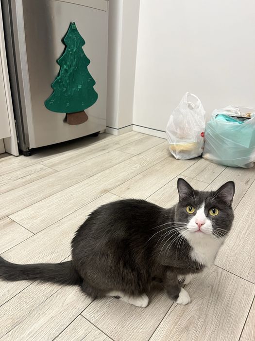 Отдаю кота в добрые руки