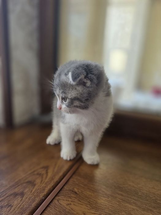 Продам кошечку в хорошые руки