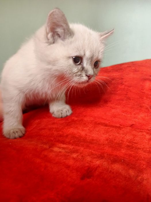 Mushuklar sotiladi skottish fold 3 oylik sogʻlom har biri alohida 100$