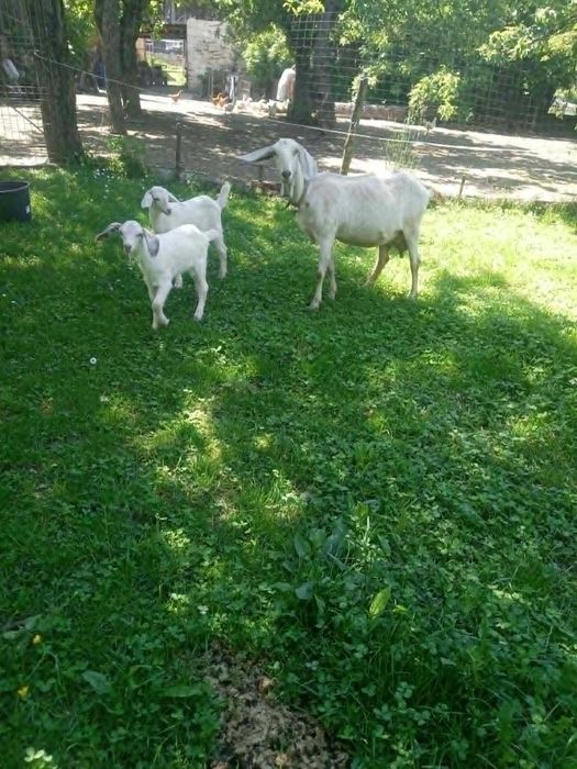 Două capre Anglo-Nubiene, în vârstă de trei luni
