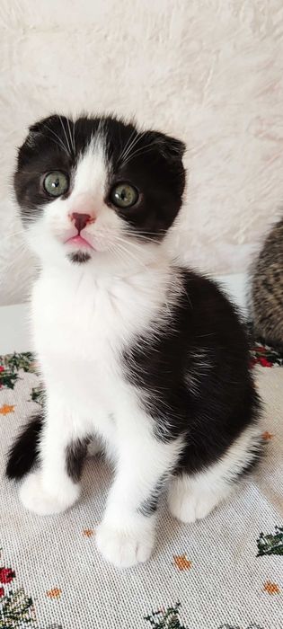 Прекрасные котята