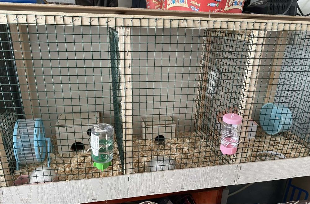 Vând doi hamsteri și cuscă