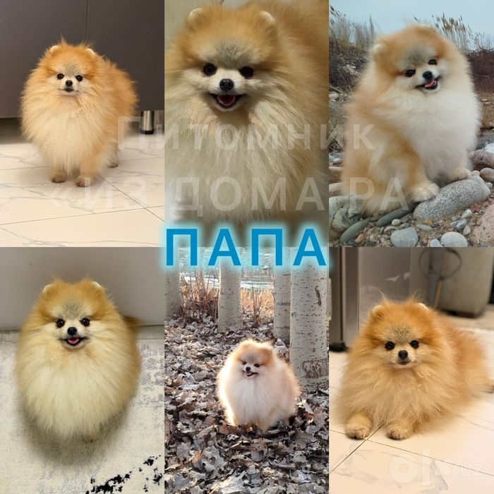 Шпиц померанский (Гарантированно маленького размера)