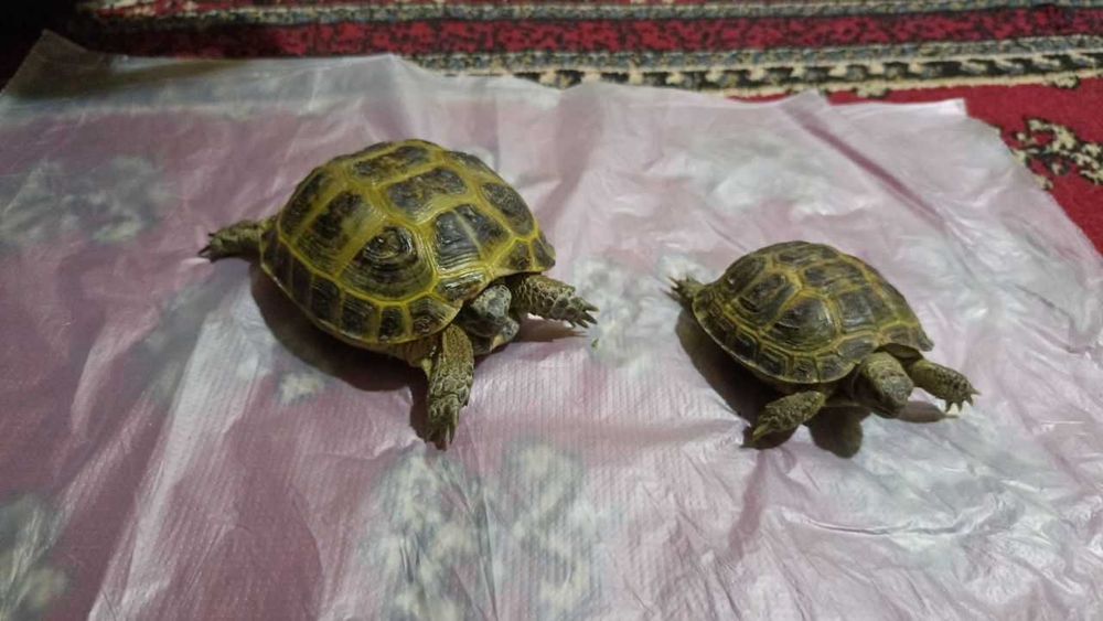 Сухопутных Черепаха