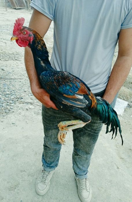 Shalpang zotli xoʻrozcha oʻyinatib koʻrib olasilar