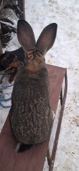 De vânzare femelă urias german gri