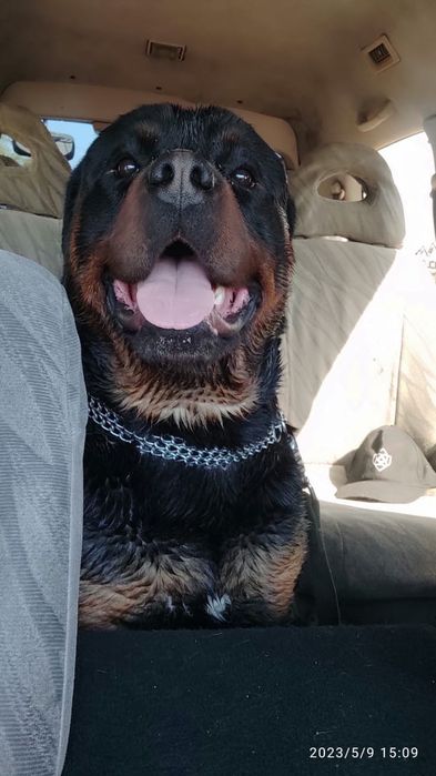 Ротвейлер на вязку