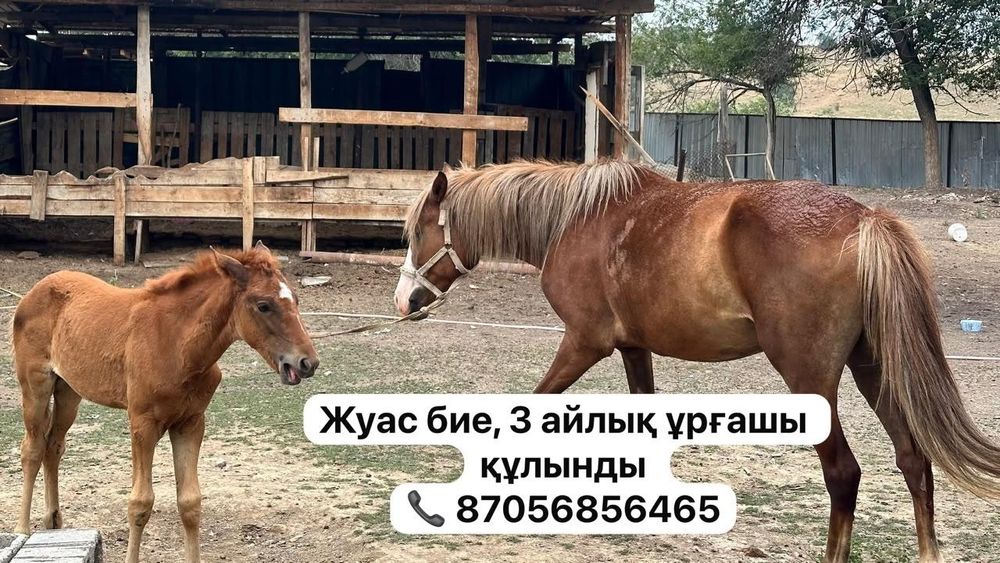 Сатылады жуас бие, 3 айлық ұрғашы құлынды бірге