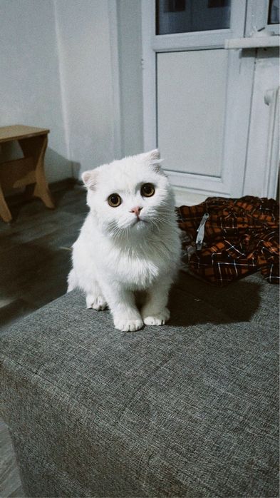Продам вислоухую кошечку