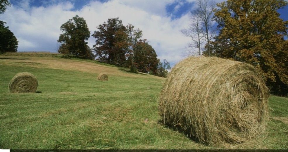Сено в рулонах 350 кг!