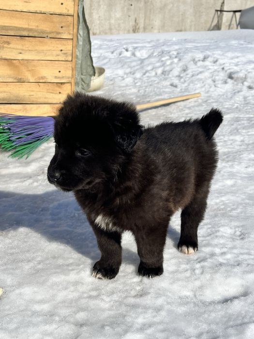 Отдам в добрые руки