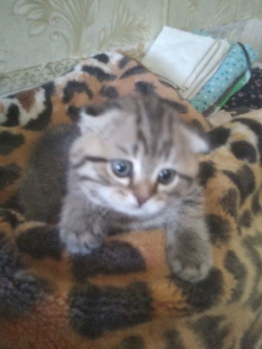 Шотландские котята
