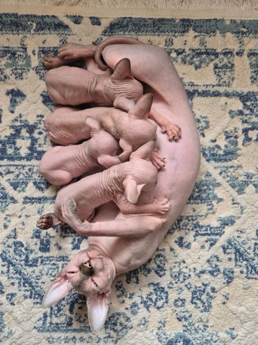 Сфинксы к бронированию