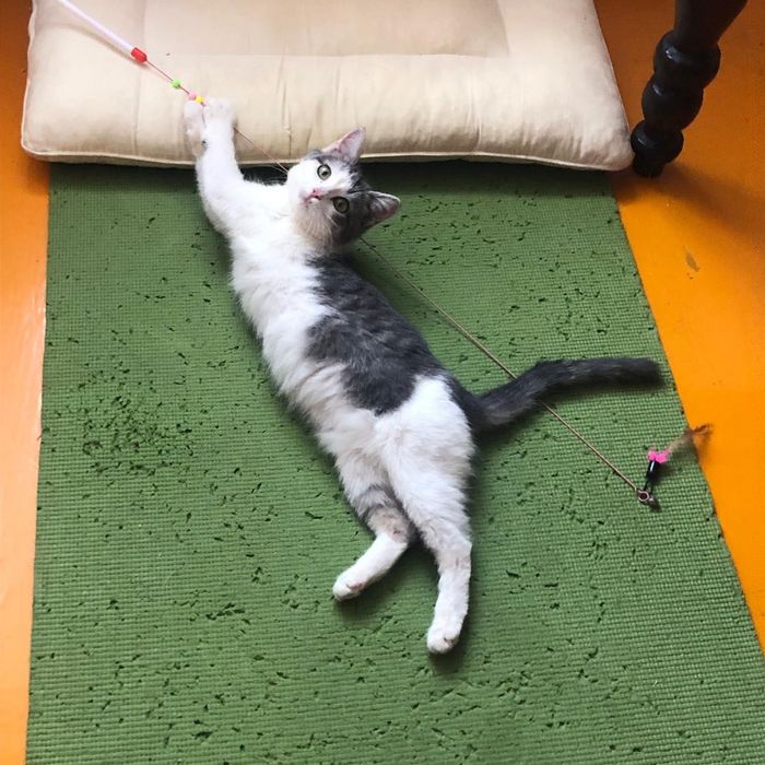 Отдам котенка в хорошие руки