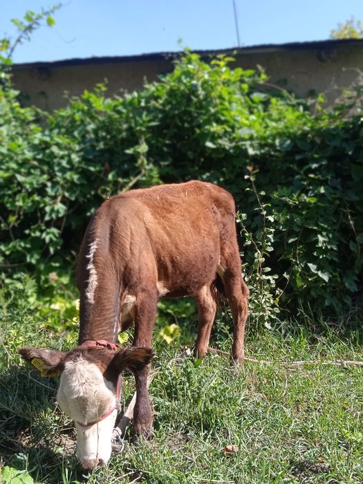 Продам телят срочно