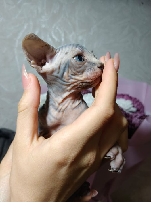 Канадские котята сфинкс