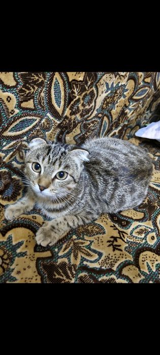 Вислоухий котенок