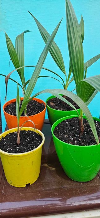 Палми Вашингтония