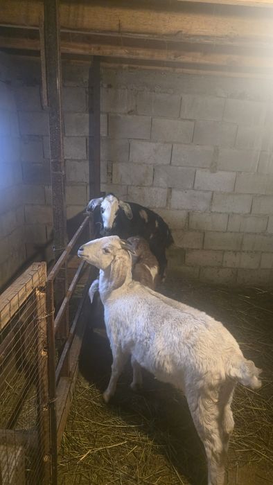 Англо нуби ешкілер сатылады