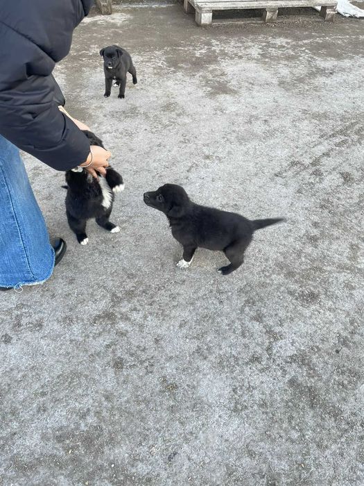 Отдадим щенят в добрые руки