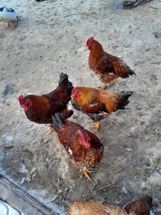 Vând rațe, rățoi, cocoși si iepuri.