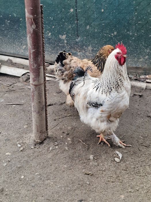 Oua de vanzare pentru  consum si incubat