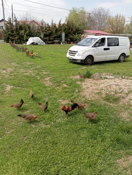 Găini pitice potarnichi