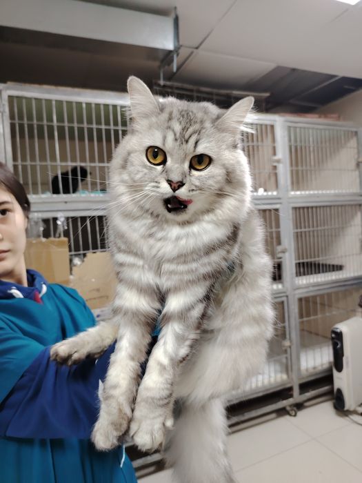 Кошечки в хорошие руки