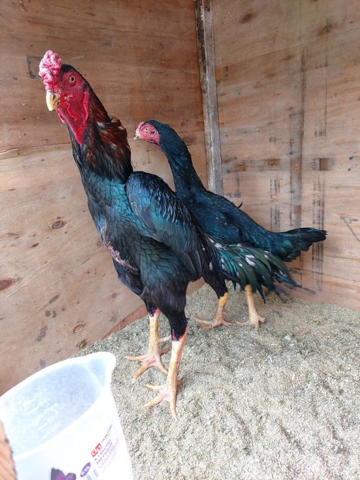 Katta xuruz sotiladi