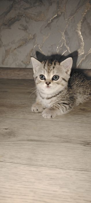 Котята страйт скоттиш
