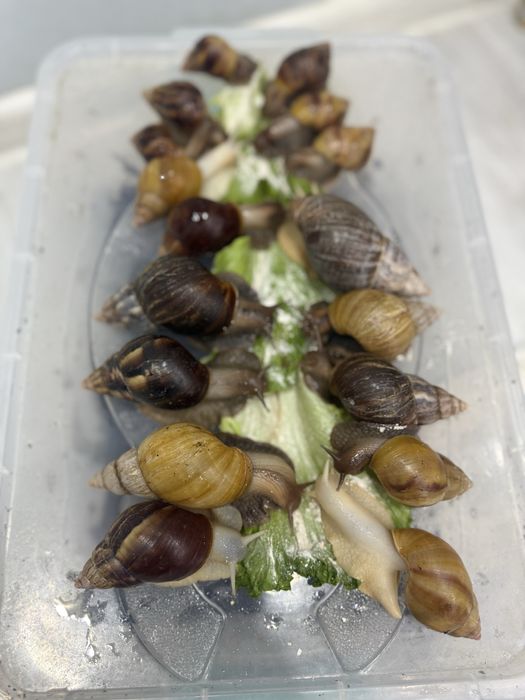 Ulitka axatina aktiv hammasi toza yuzga qoyilmagan