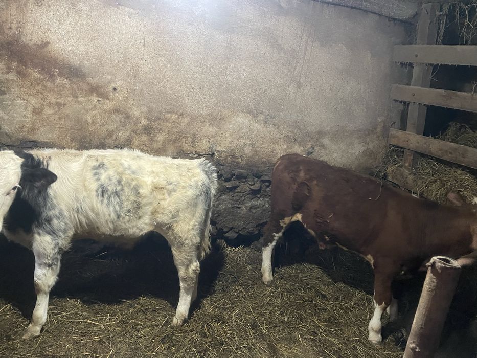 Vînd 2 taurasi  mari