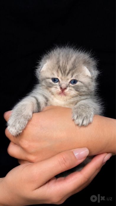 Котики скотиш фолд и скотиш страйд