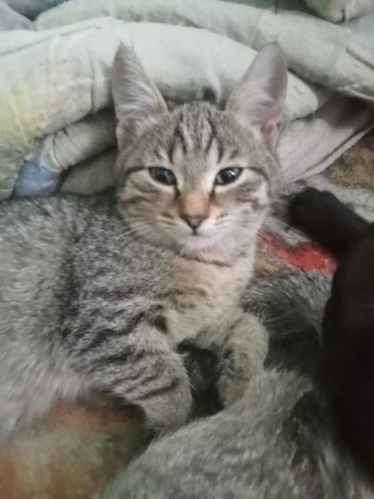 Одам котят 4 месяца