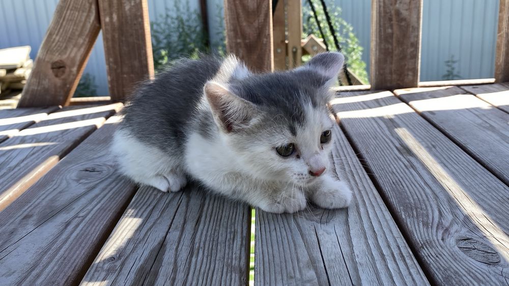 Отдам котят в добрые руки