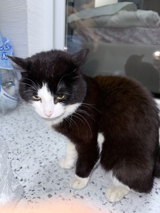 Отдам в добрые руки кошку