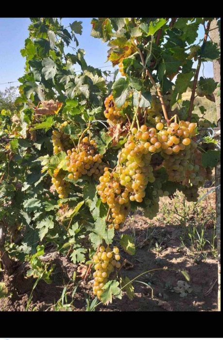 Butasi de vită de vie de anul 2 și de anul 3