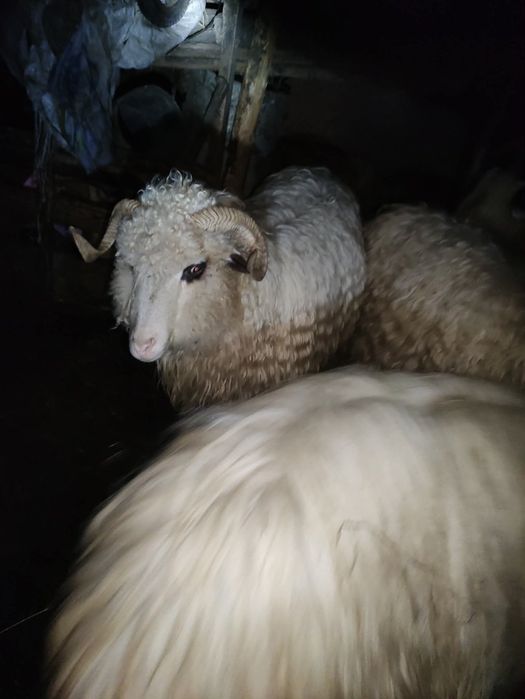 Vând sau schimb 3 oi țurcane cu miel