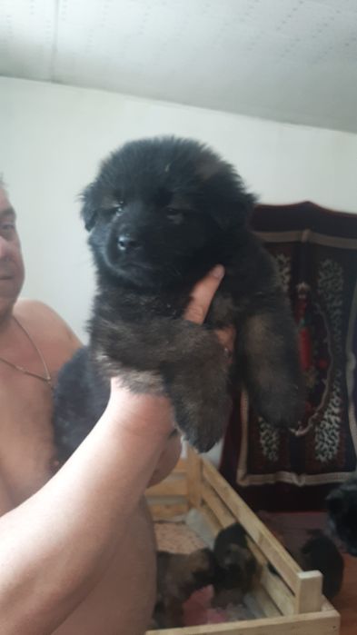 Щенки в надёжные руки