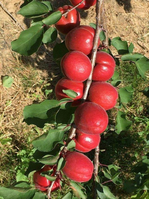 Koʻchatlar кучатлар 200 xil kuchatlar