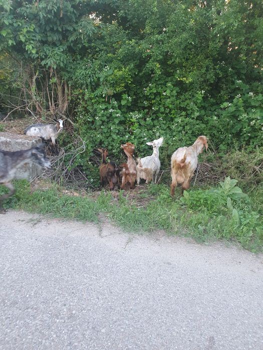 Capre bune de lapte preț negociabil