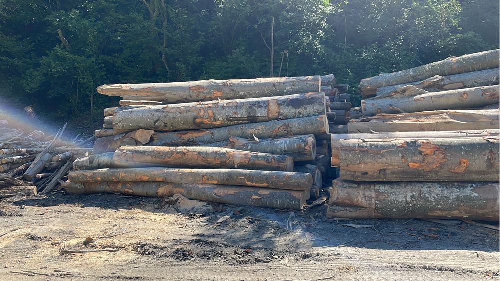 Lemn de Foc Fag !Contra cost se taie si sparg!Cele mai bun preturi !