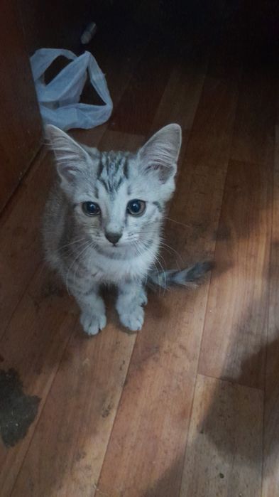 Бесплатно котята