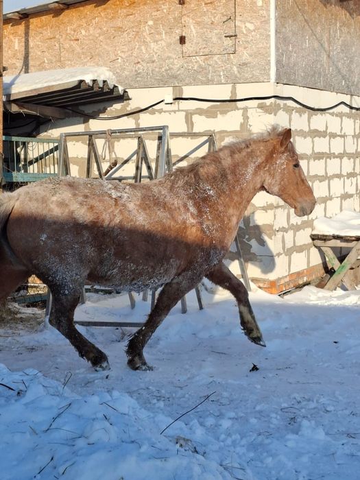 Продам жеребую тяжная кобылу
