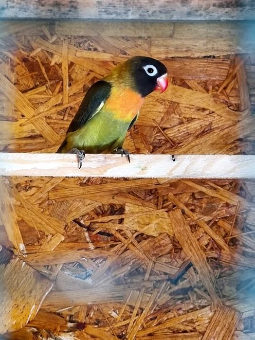 Papagali perusi,nimfe,agarponis gaini cochinchina pitic,australorp