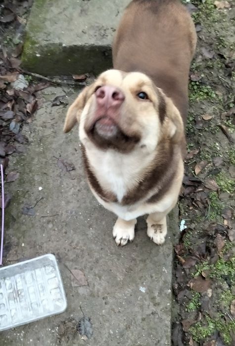 Donez Catel, catei, caine, Mama Ciobanesc german - (livrare domicilu)