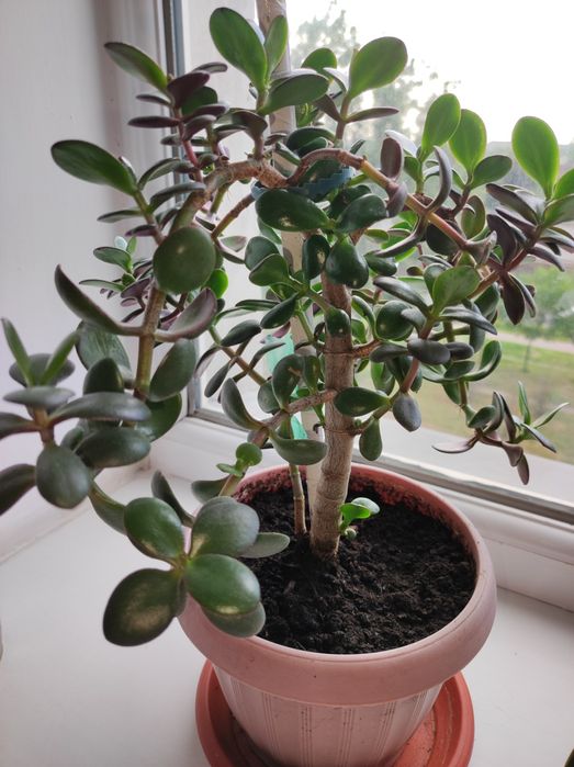 Денежное дерево/Толстянка/Крассула