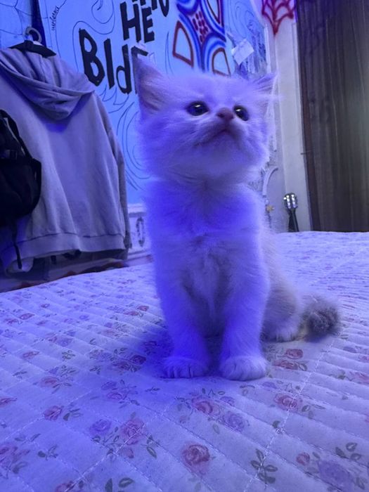 Продаются сибирские котята!
