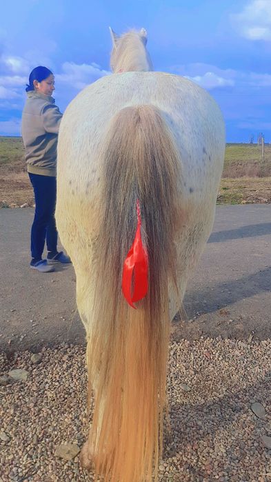 Vând sau schimb iapă